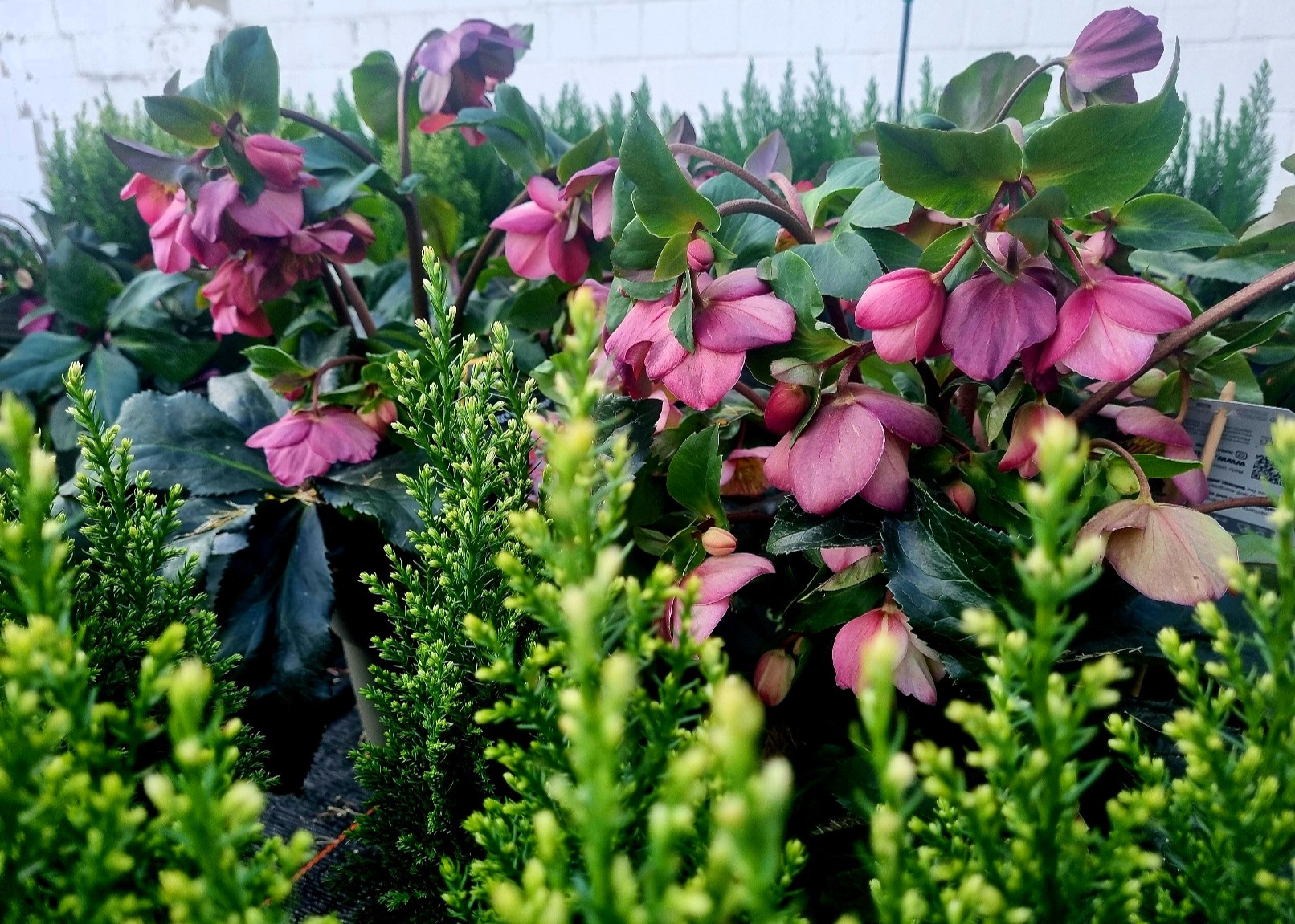 Monheimer Blumenmarkt